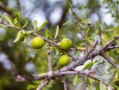 柑樹(shù)怎么種植視頻（柑樹(shù)種植技術(shù)）