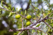 柑樹怎么種植視頻（柑樹種植技術(shù)）