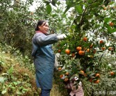 柑橘紅蜘蛛種植技術(shù)_柑橘樹(shù)什么時(shí)候打藥