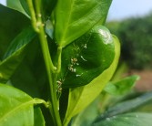 謝后明柑橘種植技術視頻_優(yōu)質(zhì)柑橘種植戶怎么銷售才能實現(xiàn)利潤最大化