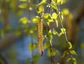 橘子樹(shù)種植技術(shù)視頻（橘子樹(shù)的種植技術(shù)）