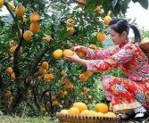 寬皮柑橘種植技術(shù)_橘子橙子柚子家族關(guān)系