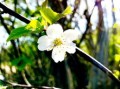 柑樹(shù)開(kāi)花可以打?；ū９巻幔ǜ虡?shù)開(kāi)花可以打保花保果藥嗎圖片）