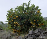 國外柑橘果樹種植先進技術(shù)_農(nóng)田種柑橘合法嗎