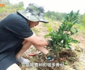 柑橘樹主桿型種植技術_皂角樹的種植前景究竟如何