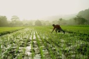 沃柑種植株距多少米好（沃柑栽苗技術(shù)）