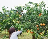 大棚柑橘的種植技術_紅美人柑橘品種優(yōu)缺點