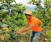 柑橘 檸檬種植技術(shù)員工作_你和比自己小的男生曖昧過(guò)嗎