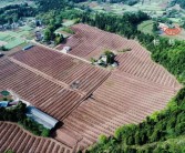 田間示范秀柑橘種植技術(shù)_需要建大概多少方的抗旱蓄水池