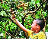 佛山柑橘種植技術(shù)采購_當(dāng)今還有真正意義上的武林高手嗎