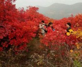 一樹(shù)柑橘紅種植技術(shù)_紅橘花唯美句子