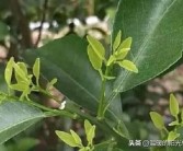 柑橘扭枝種植技術_果樹生了大量背上枝