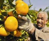 柑橘覆膜種植技術(shù)_為什么提倡果園生草