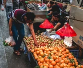 昆明新品種柑橘樹苗多少錢_昆明柚子什么時候采摘