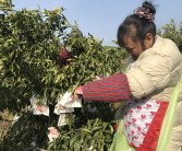 鮮食柑橘種植技術(shù)視頻_如何爭取到好的價錢