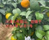 分享幾款近期實(shí)地考察的柑橘品種，川津5號(hào)、愛媛153……你更喜歡哪款？