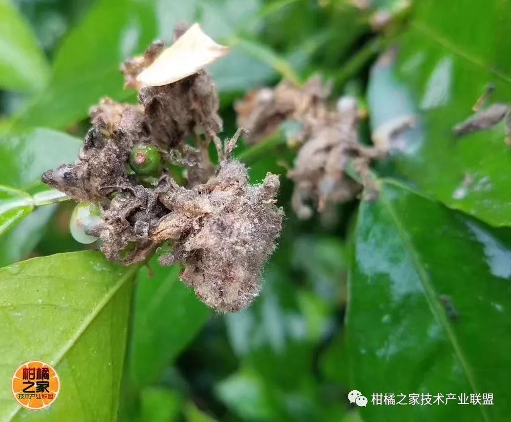 沃柑種植噴水系統(tǒng)設(shè)計(jì)（沃柑種植施肥視頻）