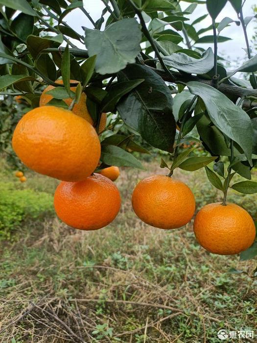 柑橘樹春剪花芽分化（柑橘樹修剪技術(shù)視頻）