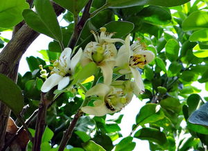 廣西沃柑種植總面積（廣西沃柑種植總面積多少）