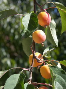 沃柑幾月開(kāi)花結(jié)果呢視頻播放（沃柑什么時(shí)候開(kāi)花）