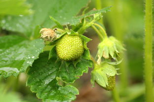 桔子樹(shù)開(kāi)花期怎樣?；ū９ń圩訕?shù)開(kāi)花時(shí)怎樣施肥保果）