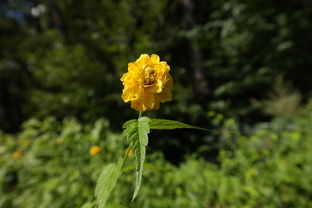 柑橘謝花80后打什么農(nóng)藥保果（柑橘花開到謝花多長時間）