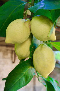 柑橘掛果樹春季修剪技術(shù)視頻（柑橘掛果樹春季修剪技術(shù)視頻教程）