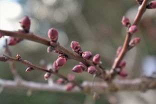 柑橘樹(shù)果園能套種什么藥材（柑橘樹(shù)下套種什么來(lái)錢(qián)）