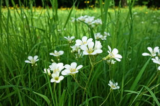 柑橘園除草怕藥害怎么除草才安全（柑橘園除草可以用除草劑嗎）