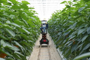 沃柑種植技術要點有哪些呢（沃柑的栽培技術與管理）