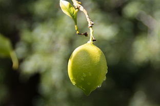 柑橘可以嫁接檸檬嗎（柑橘可以嫁接檸檬嗎怎么養(yǎng)）