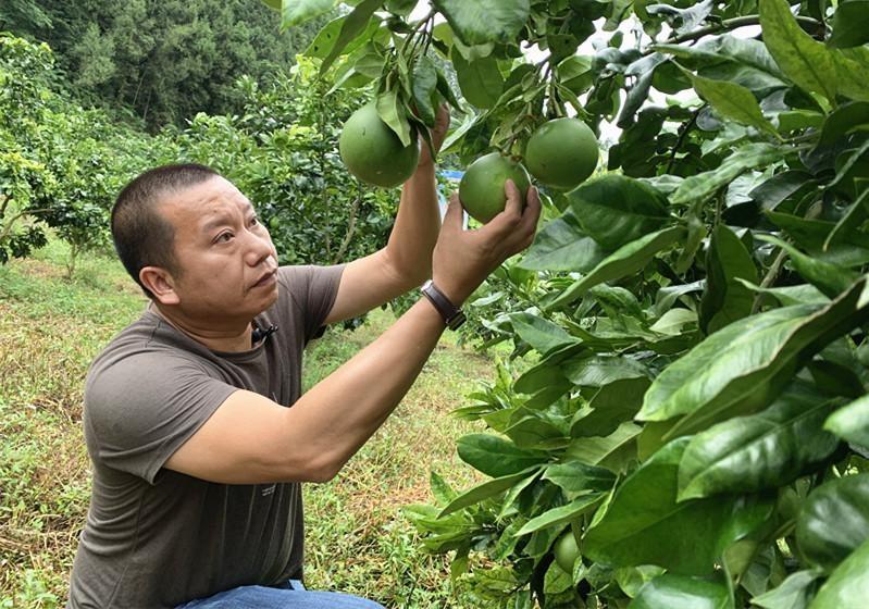 春見(jiàn)粑粑柑什么時(shí)候成熟_柑橘新品種明日見(jiàn)有種植潛力嗎