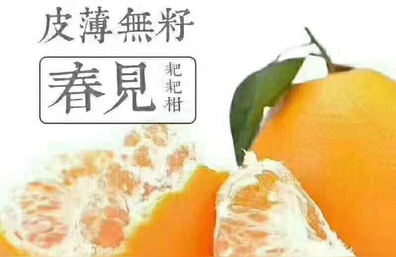 柑橘新品種金香橘_浙江金華都有哪些不克不及錯過的美食