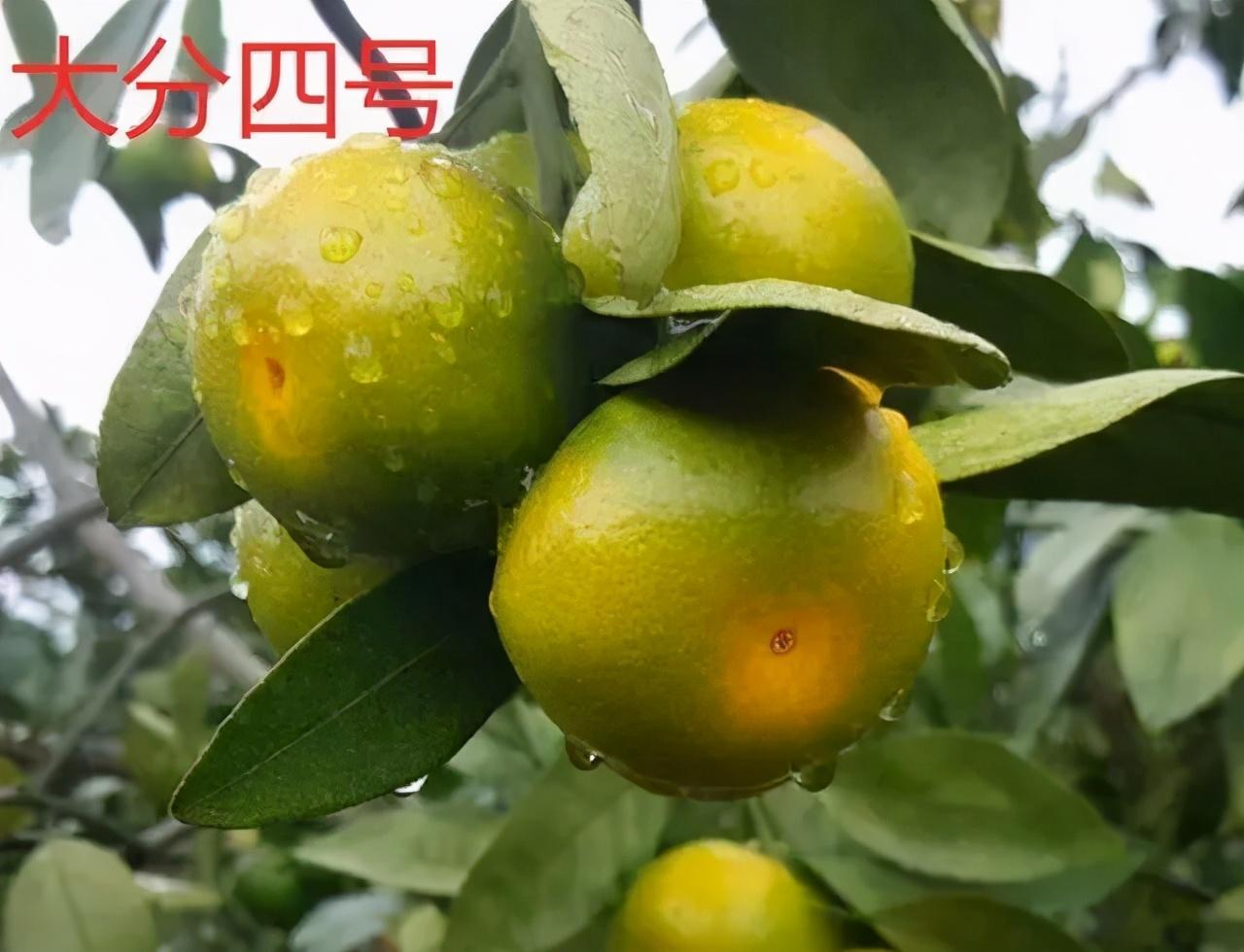 目前湖南更好的柑橘品種有哪些圖片_三月紅柑橘產(chǎn)地