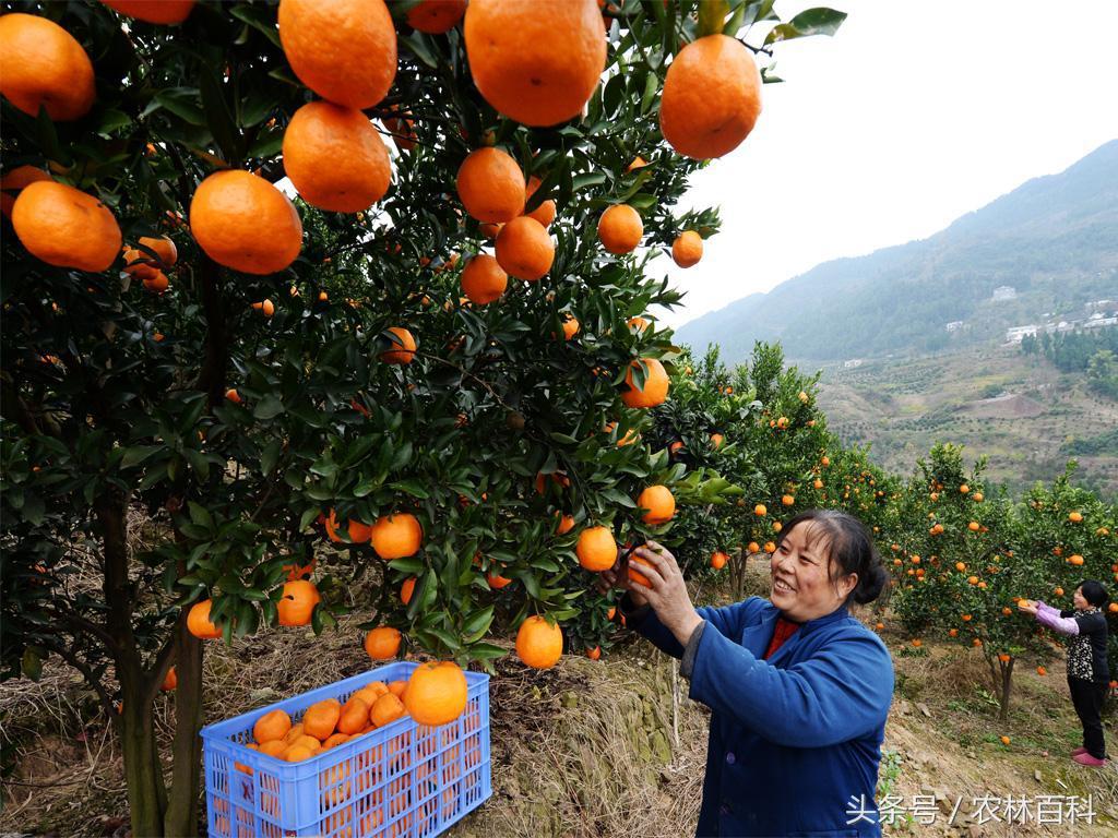 柑橘品種及名稱圖片_哪種柑桔抗性最強