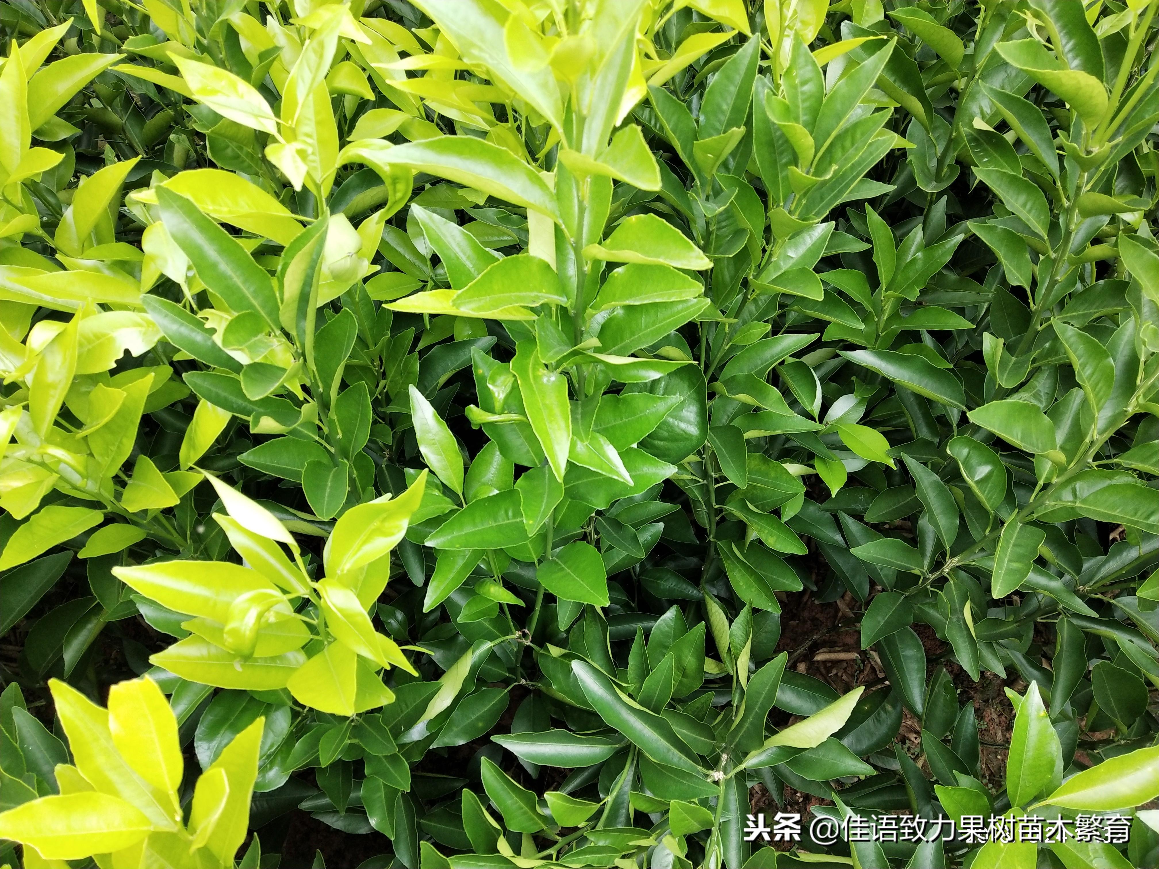 柑橘新品種種苗木價(jià)格_愛媛58號柑橘露天種植能夠嗎