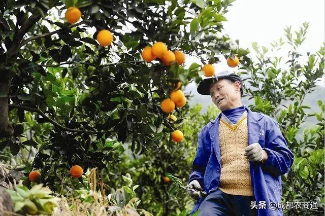 2019年最新柑橘新品種_愛媛58號和由良蜜桔哪個(gè)好