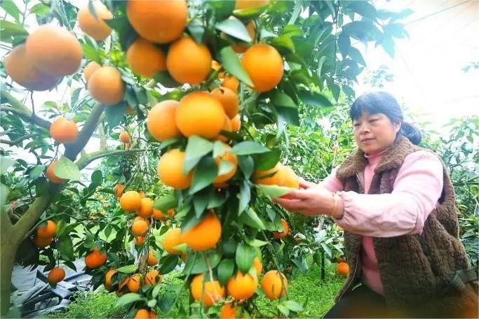 浙江象山柑橘新品種_寧波天井種什么果樹好